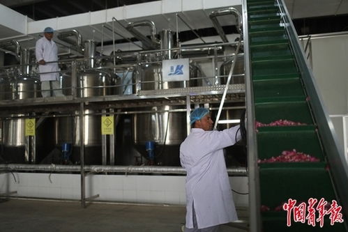 玫瑰在沙漠盛開